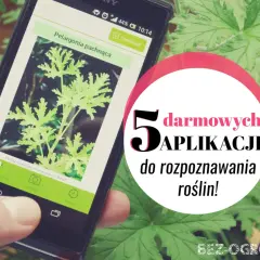 Darmowa aplikacja do rozpoznawania roślin na telefonie. Zidentyfikuj pelargonię pachnącą i odkryj inne gatunki.