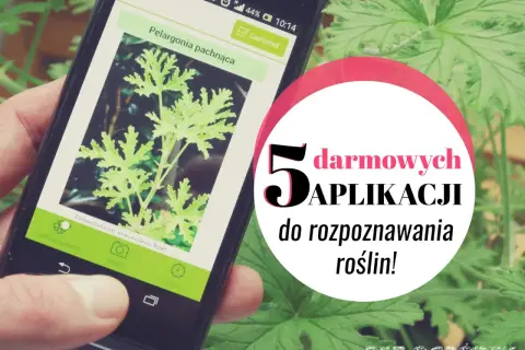 Darmowa aplikacja do rozpoznawania roślin na telefonie. Zidentyfikuj pelargonię pachnącą i odkryj inne gatunki.