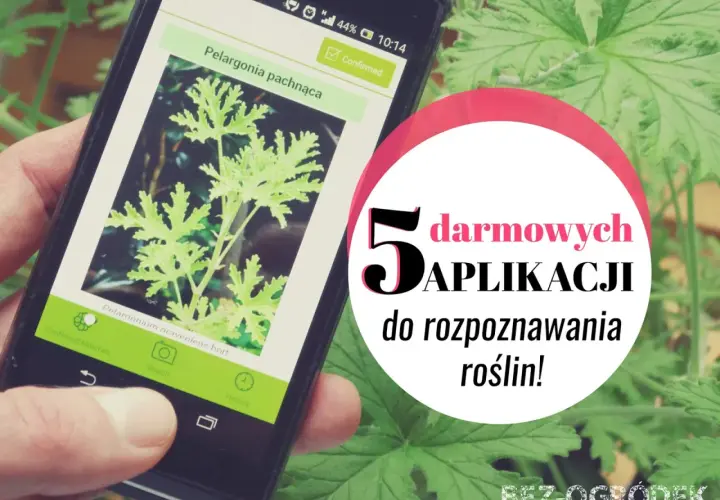 Darmowa aplikacja do rozpoznawania roślin na telefonie. Zidentyfikuj pelargonię pachnącą i odkryj inne gatunki.