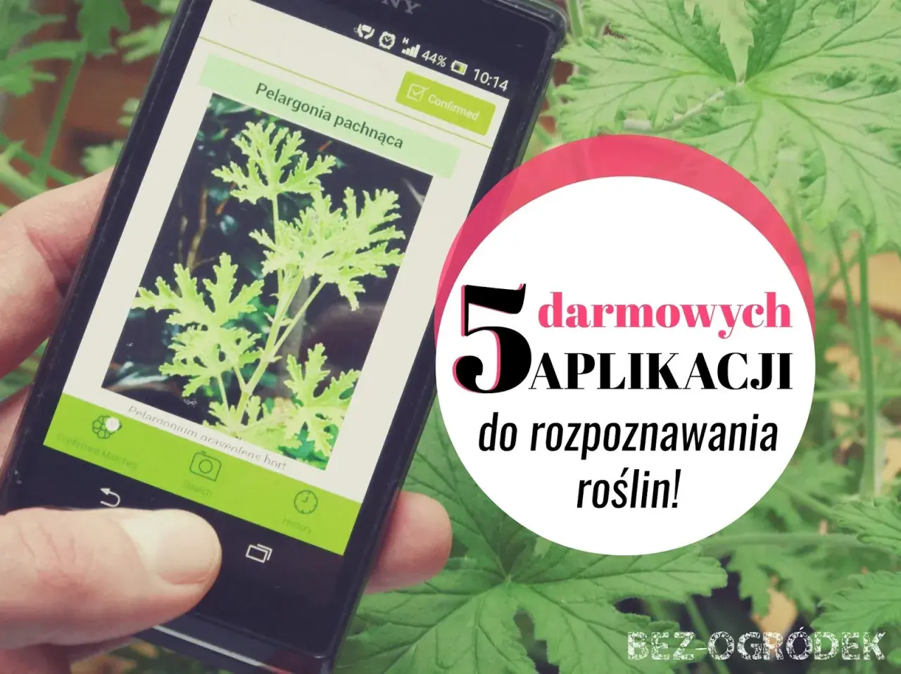 Darmowa aplikacja do rozpoznawania roślin na telefonie. Zidentyfikuj pelargonię pachnącą i odkryj inne gatunki.
